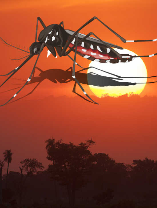 Brasilien Aedes Mücke