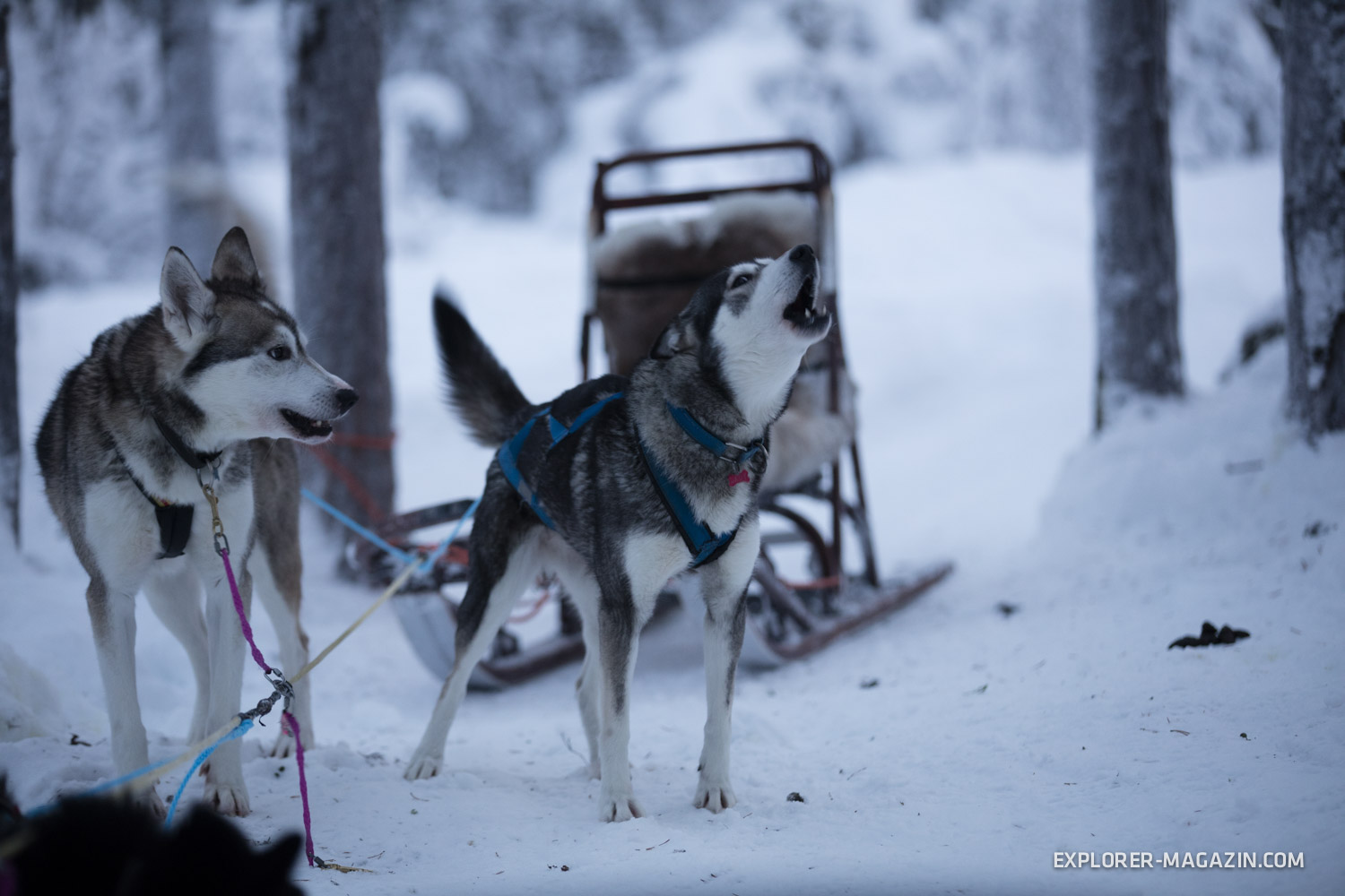 Norwegen Polarkreis im Winter offroad entdecken